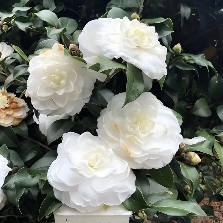 稀有品种茶花‌东方亮基地直发