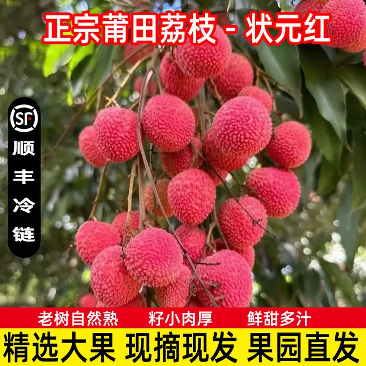 福建莆田状元红荔枝老树现摘当季水果老树鲜甜多汁顺丰空运5/10斤