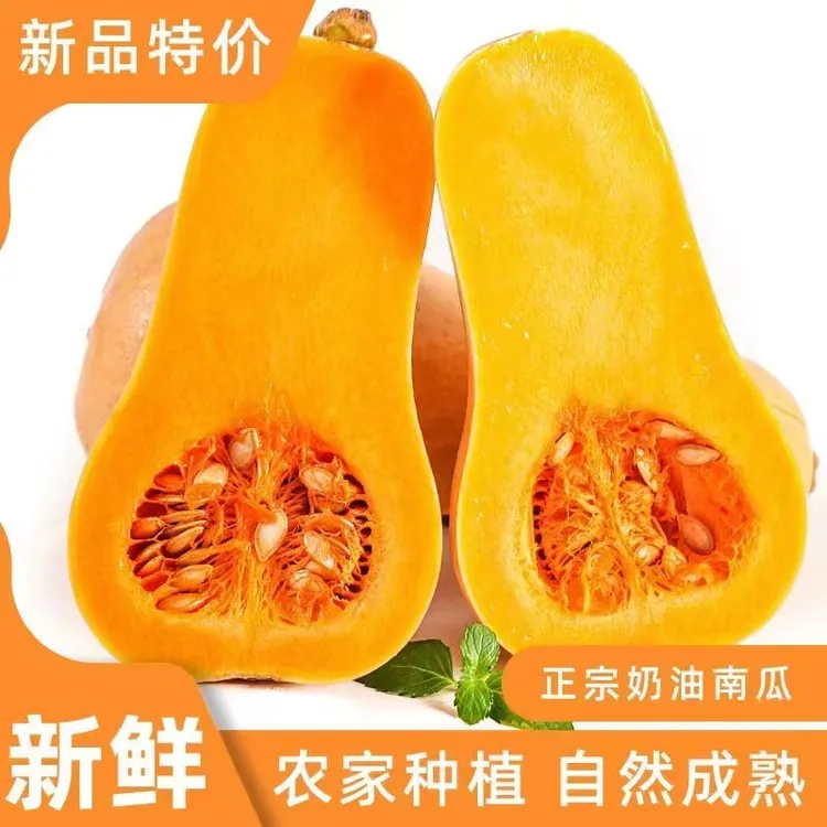正宗奶油南瓜现摘新鲜南瓜软糯香甜老南瓜奶油小南瓜应季蔬菜整箱