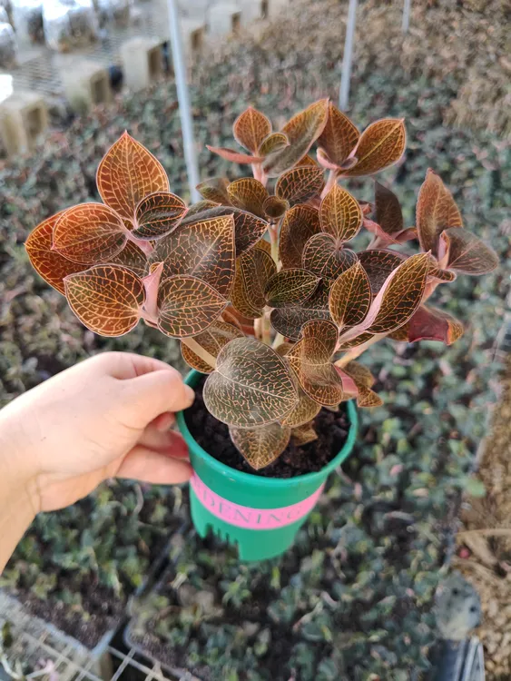 苗红霞盆栽绿植包邮