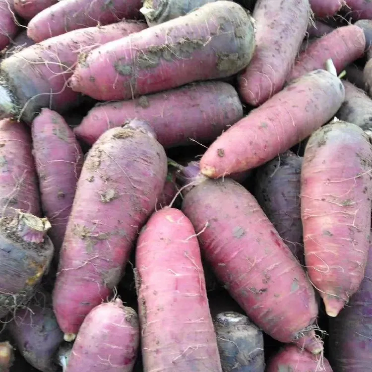 （坏了包赔）农村当季新鲜紫皮丑笨老胡萝卜营养丰富炒煮生吃脆甜