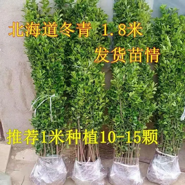 围墙篱笆北海道黄杨北海道冬青树苗工程绿化苗篱笆围墙耐寒-35度