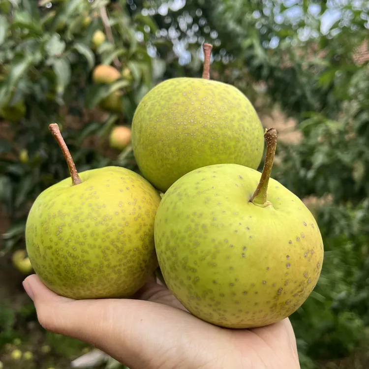 甘肃庆阳老树农家梨新鲜当季水果酥梨脆甜多汁甘甜爽口