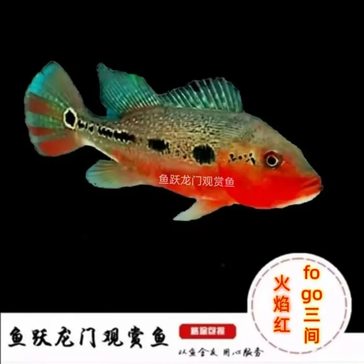 火焰fogo三间鱼佛哥三间鱼淡水观赏鱼龙缸高端配鱼