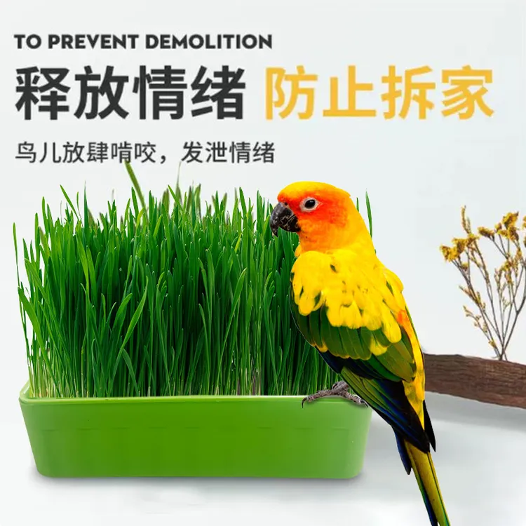 鹦鹉鸟草猫草芦丁鸡草发芽鸟草盒种子粮发芽粮玄风牡丹虎皮鸟粮