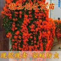 正宗炮仗花苗爬藤花卉四季开花常青绿植庭院室外好养花苗基地直销