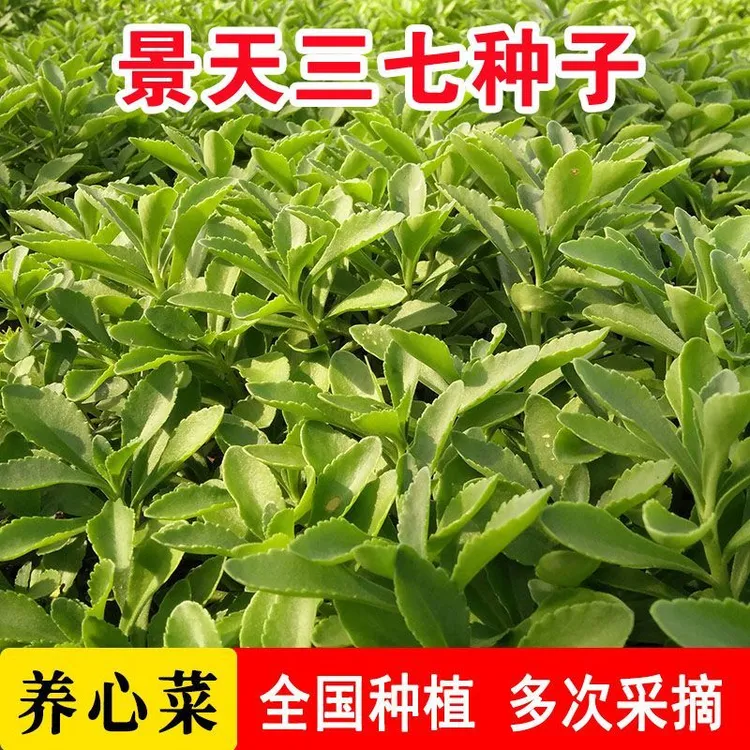 @高钙养心菜种子金不换盆栽可食用景天三七特色保健救心菜蔬菜种