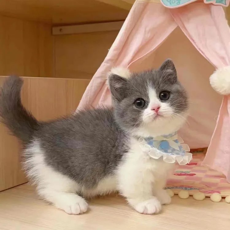 猫咪蓝白英短曼基康猫矮脚活体售卖