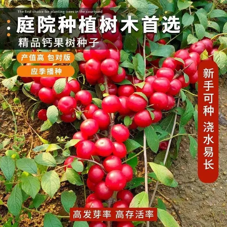 欧李钙果种子钙果欧李种子钙果水果树种子红钙果种子中华钙果种籽