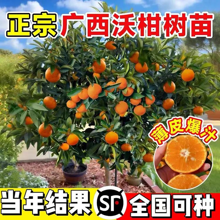 沃柑树苗地栽盆栽南方北方种植橘子树苗柑桔果树苗嫁接沙糖桔树苗