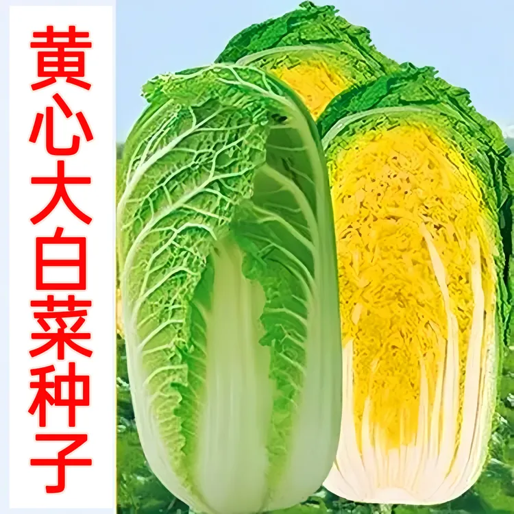 耐寒真好吃黄心大白菜种子黄芯秋播蔬菜种籽冬储白菜口感好秋冬季