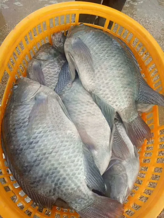 3-8厘米罗非鱼脆肉罗非海南一号新吉富雄性正大罗非宠物水族活体