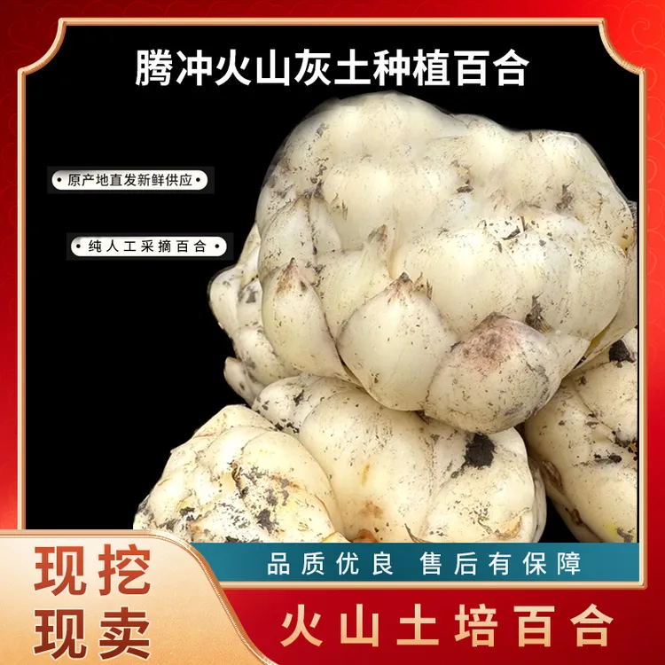 （发顺丰商超精选果）腾冲火山灰土种植百合
