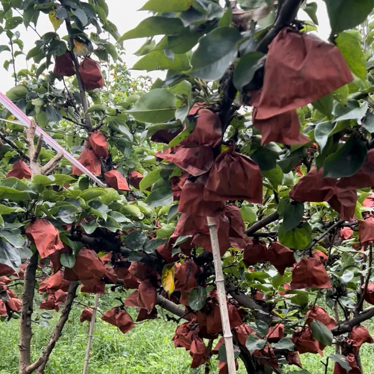 安徽正宗秋月冰糖梨子产地直销皮薄超甜新鲜大果水果京东快递包邮