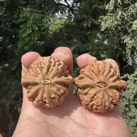 【中国涞水麻核桃协会】26 G69186-宫灯狮子头-多样性发其一-40mm