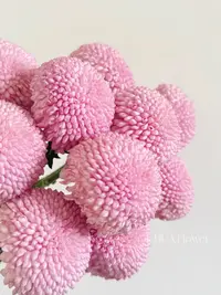 婵姐优选   粉色乒乓菊