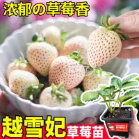 原土盆越雪妃草莓秧苗红颜玄玉天使ae真红美玲新手易种浇水就活