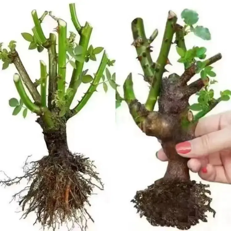 玫瑰花老桩苗四季可种耐寒耐热植物盆栽大花浓香好养活
