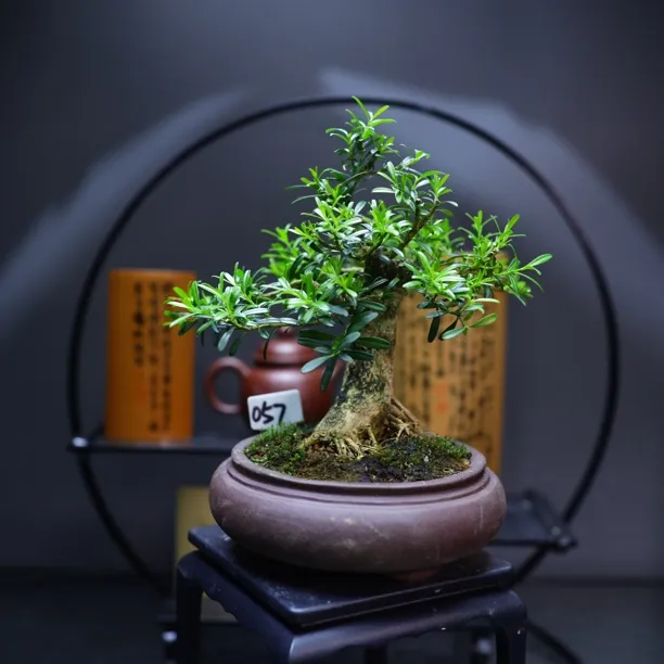 编号057贵米黄杨大树型贵州米叶黄杨茶台小品中式绿植包邮 