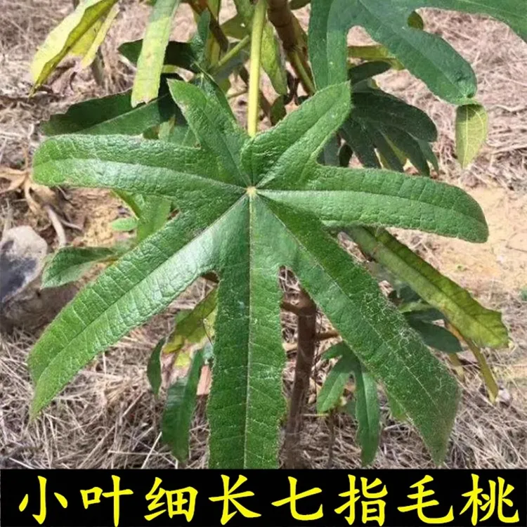阿惠推荐正宗七指毛桃干货南靖土楼特产无熏硫日晒干品散装