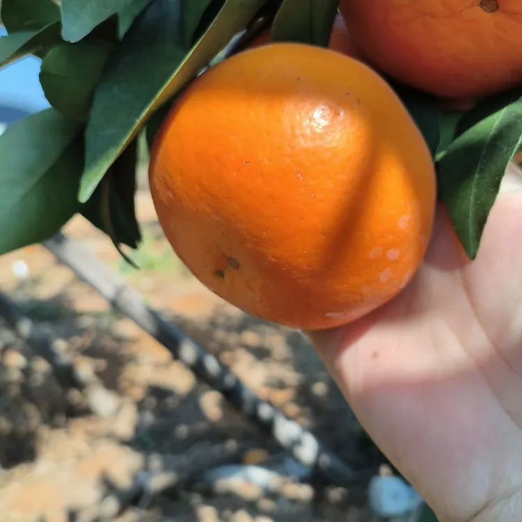 广西武鸣沃柑鲜甜多汁，现摘现发，新鲜到家！