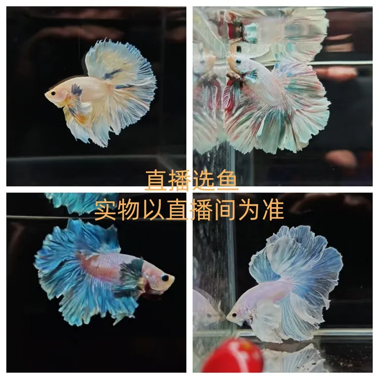 直播1-100号琉璃斗鱼居精品A级泰国进口半月