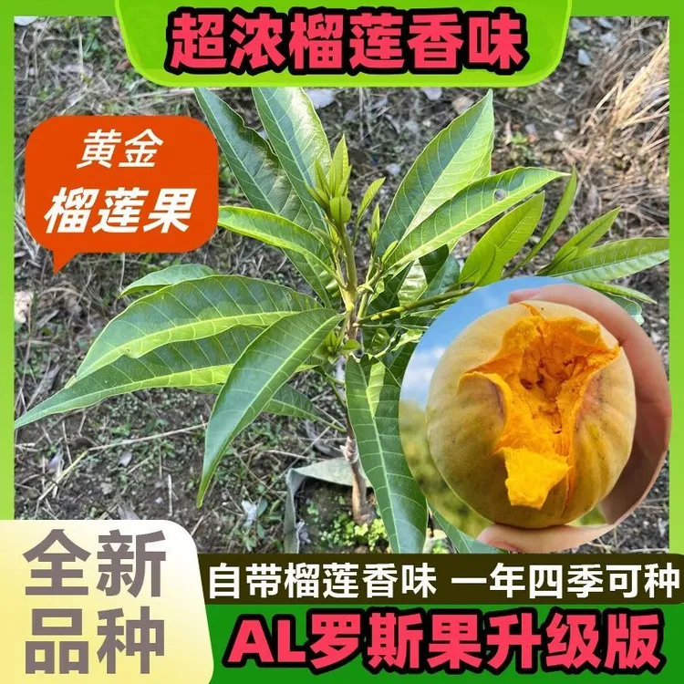香味新品种黄金果al罗斯果升级提纯版鸡蛋果南方果树苗