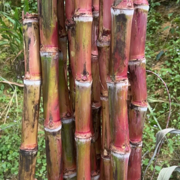 云南脆皮甘蔗新鲜现砍现发高山红皮脆皮甘蔗现砍现发