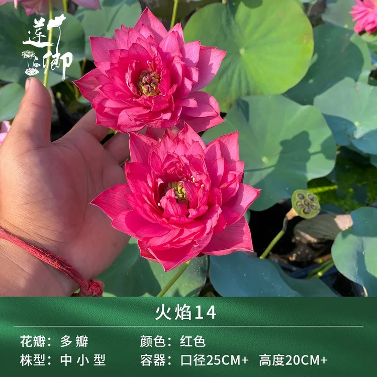 莲卿【6火焰14】 重瓣红色中型精品荷花品种阳台盆栽