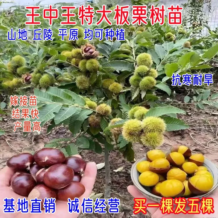 正宗嫁接王中王大果板栗农大一号大红袍板栗树苗南方北方种植果树