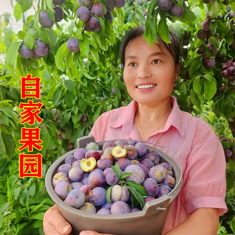 贵州八月李又脆又甜脆红李果苗秋红李蜂糖李三华李脱骨二郎李树苗