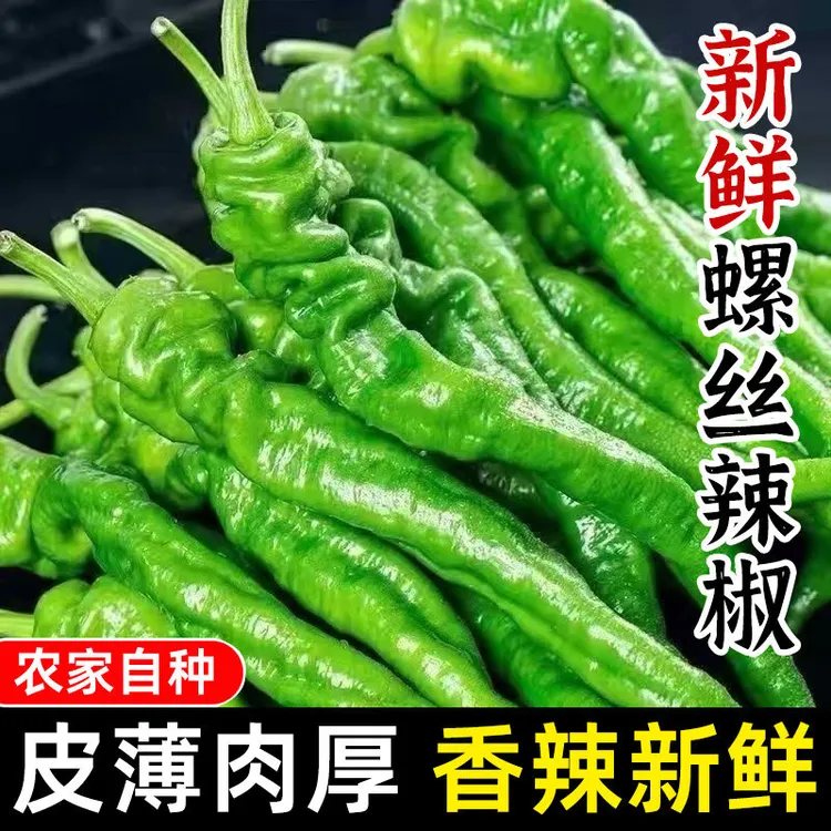 【新鲜现摘】螺丝椒香辣薄皮农家自种青尖椒青椒蔬菜新鲜微辣薄皮