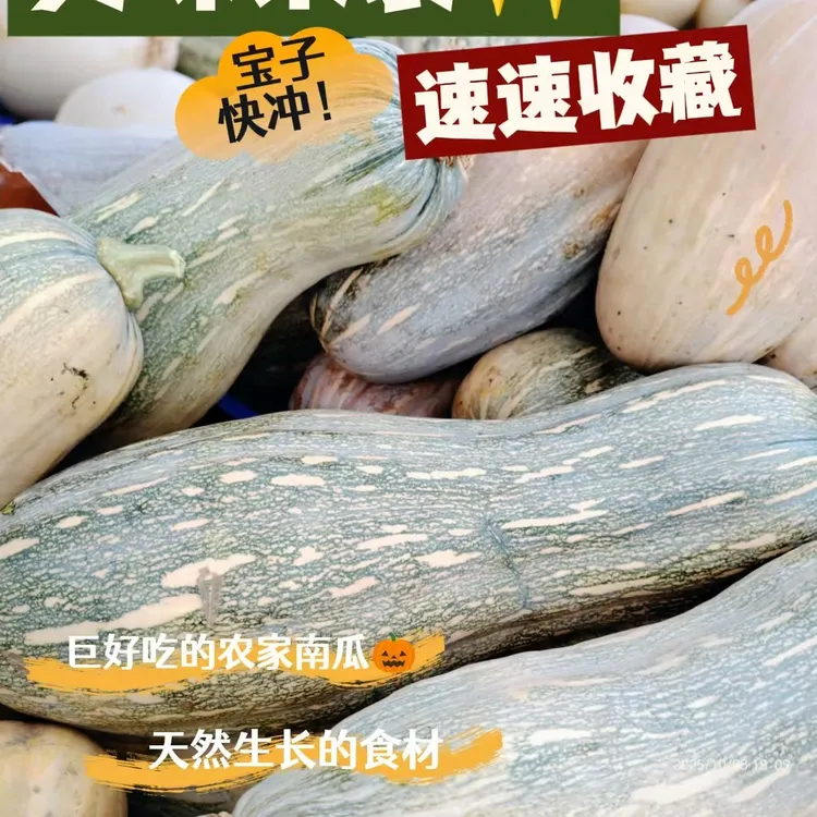 绿色番瓜农家缅糯香甜南瓜新鲜大南瓜倭瓜嫩南瓜小南瓜正宗老南瓜