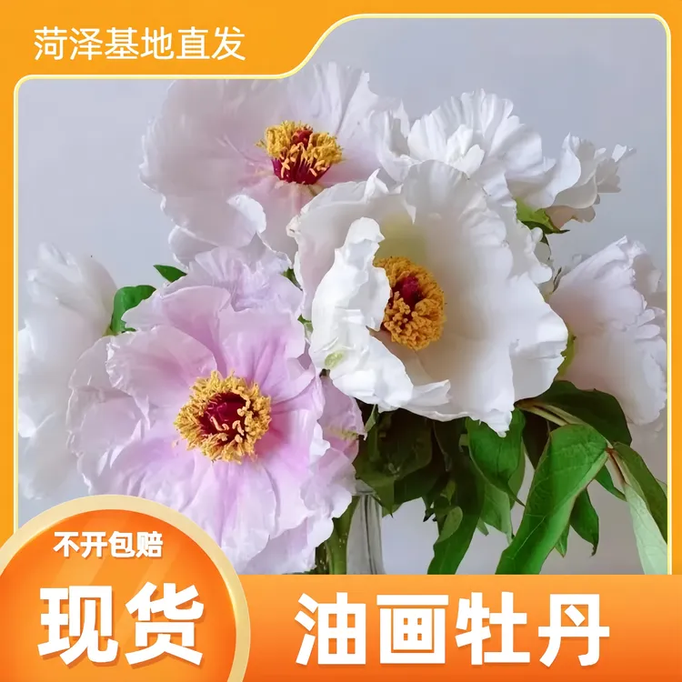 【现货油画牡丹】山东菏泽大牡丹鲜花水养插花鲜切花牡丹花基地直发