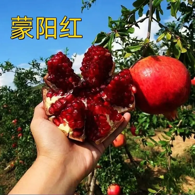 原盆原土石榴树带盆发货苗南北方均可种植盆栽地栽耐寒甜石榴