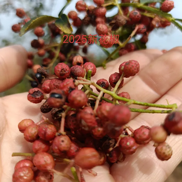 大名山新鲜现摘大红袍花椒农家自然晾晒0添加煲汤炒菜麻香味足