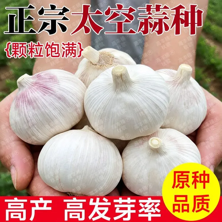 优质蒜种子抽蒜苔大蒜种子蒜种抽蒜苔高产紫皮大蒜种子25年新种子