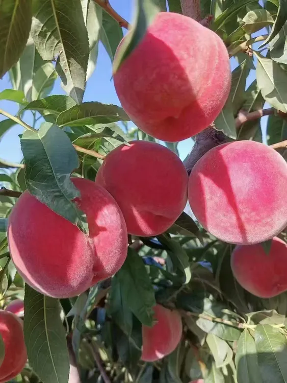 秦安水蜜桃 仓房早生 香甜多汁 大果