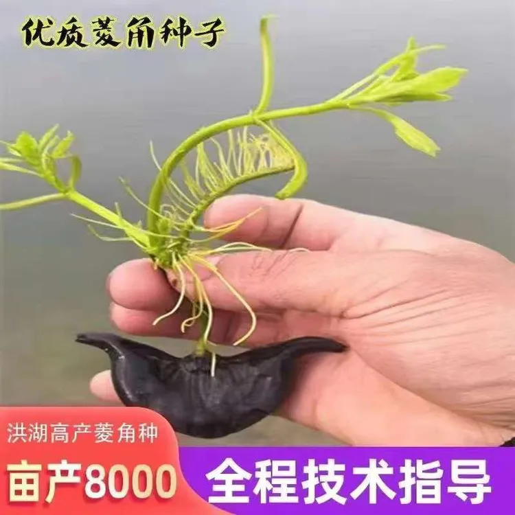 菱角种子种植特大菱角种苗种植菱角苗红菱角种苗菱角水生植物红菱