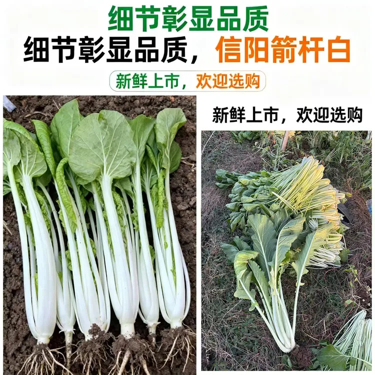 河南信阳农户箭杆白菜蔬菜 露天 现摘现发包邮腌菜必备品质优良