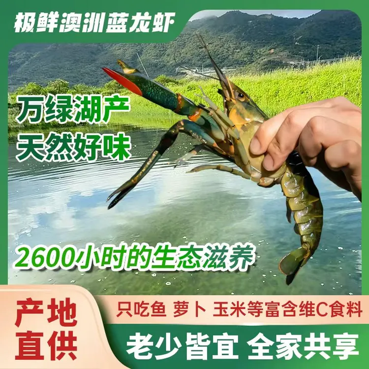 【渔极鲜】蓝龙虾-仙塘活虾发货死虾包赔澳洲蓝龙小龙虾全国包邮