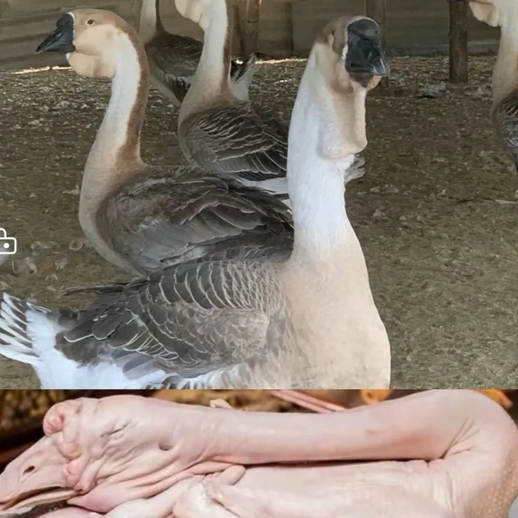 贵州莫莫 正宗潮汕纯品种狮头鹅 肉质鲜美(京东快递包邮包路损)