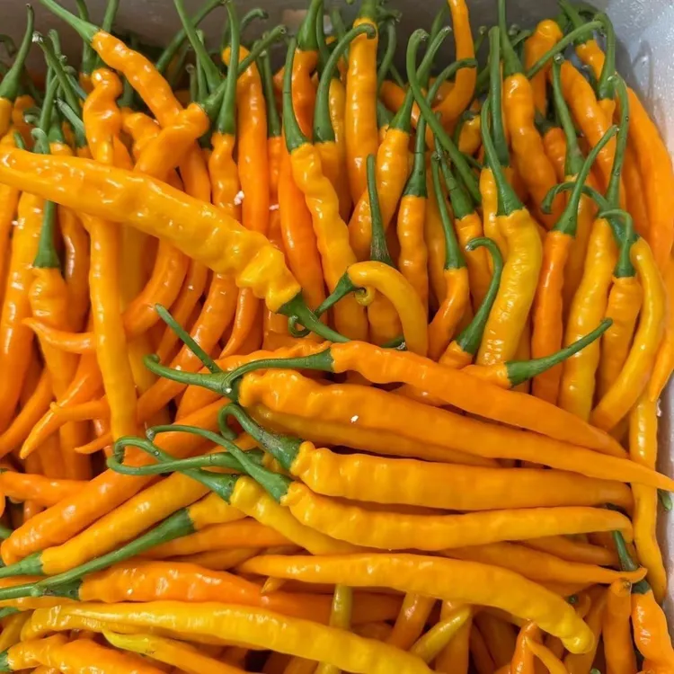 现摘黄贡椒特辣黄米椒剁椒现采现发必备25年新鲜香辣产地直发