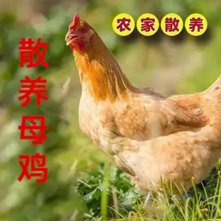 无为市农村散养3年老母鸡新鲜现杀带内脏土鸡散养土鸡正宗