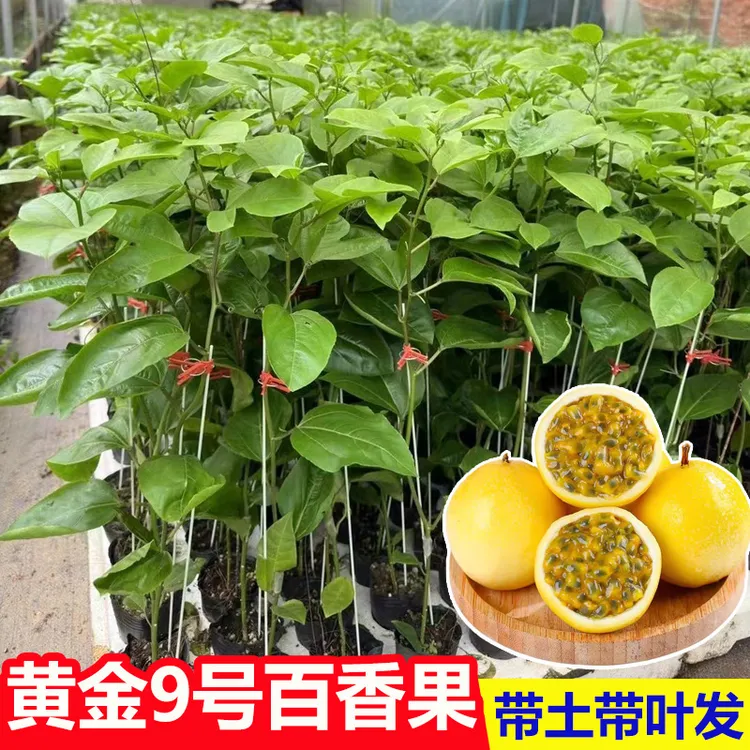 广西纯甜黄金9号百香果苗嫁接苗带土带叶发四季爬藤果百香果树苗