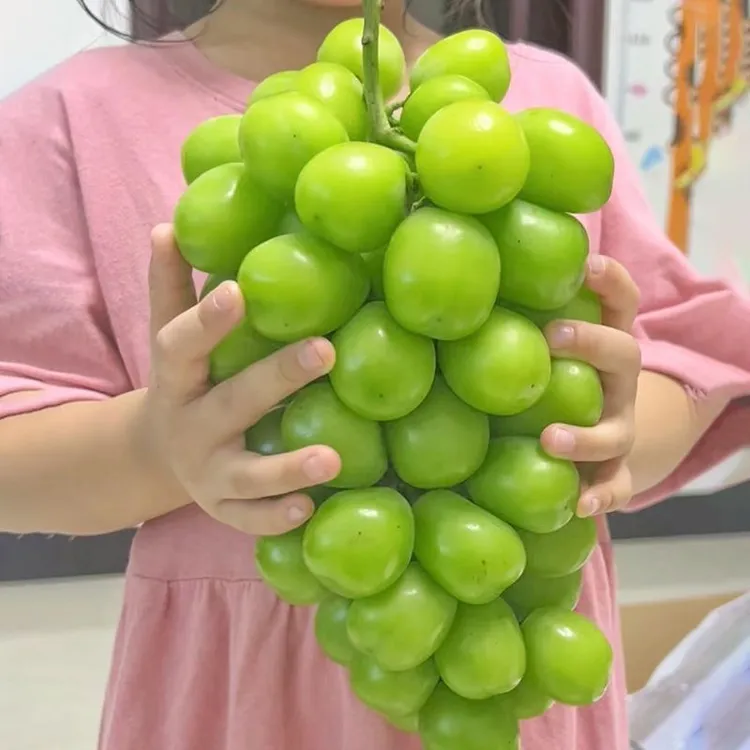 头茬阳光玫瑰青提新鲜采摘汁水充足水果葡萄产地农产品