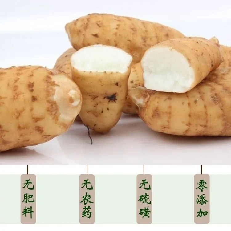 ［新鲜天麻］收货不方便勿拍收货及时冰箱冷藏保存尽快食用