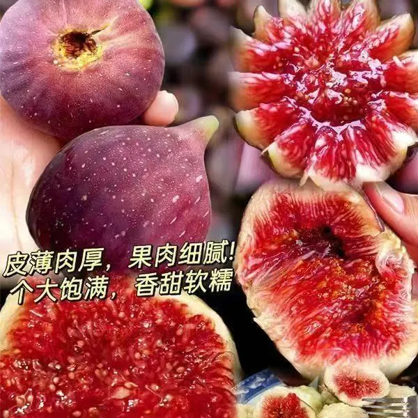 新无花果树苗带果带土带分枝发货南方北方种植