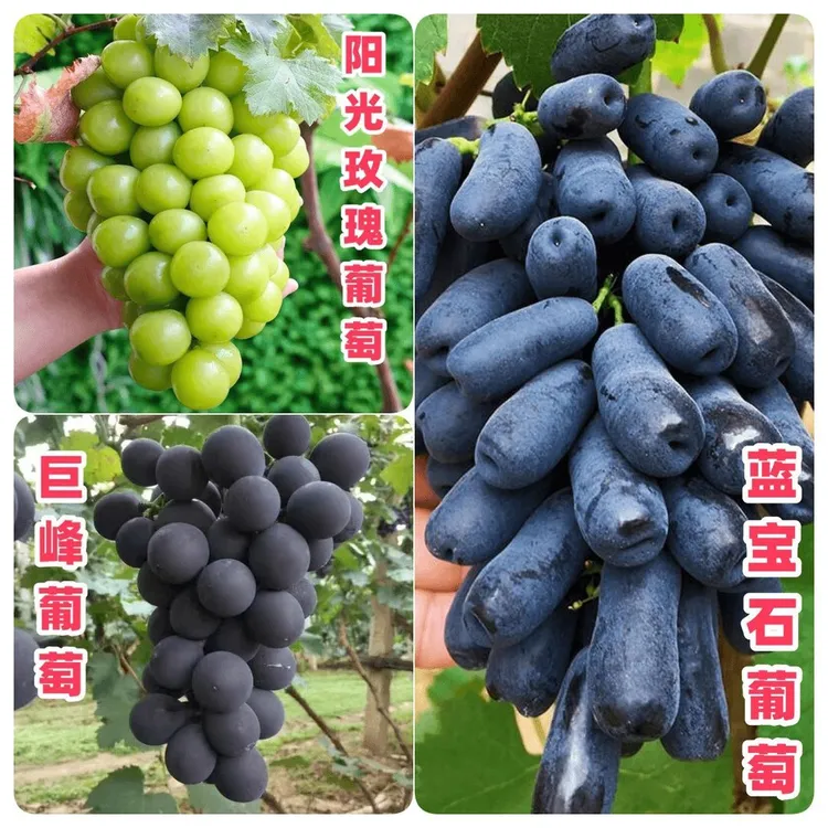 阳光玫瑰＋蓝宝石＋巨峰葡萄苗南北方种植苗大果品种盆栽地栽果树苗