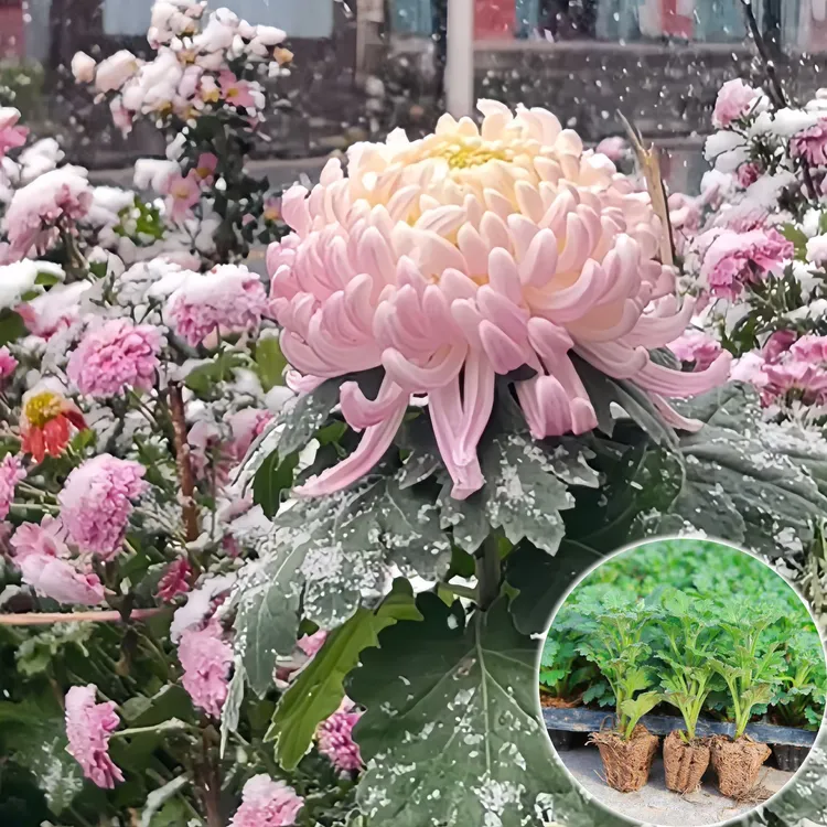 【贵妃出浴】室内外种绿植扦插苗超大花苗花卉带原土优质菊花苗新鲜